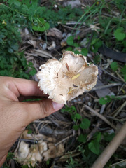 Leucoagaricus meleagris