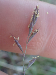 Festuca