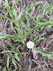 Chamaesaracha coronopus