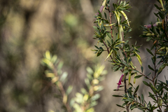 Styphelia triflora