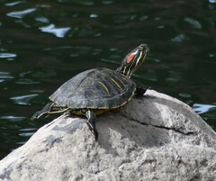 Trachemys scripta elegans
