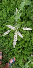 Mentha spicata