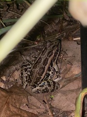 Lithobates palustris