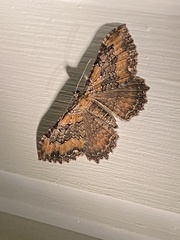 Rheumaptera meadii