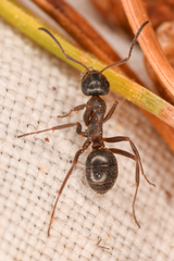 Formica fusca