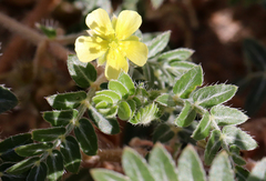 Tribulus terrestris