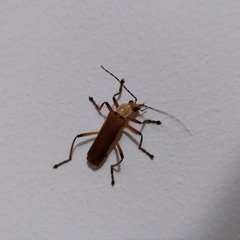 Chauliognathus cinguliventris