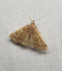 Zanclognatha jacchusalis