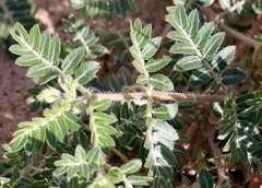 Tribulus terrestris