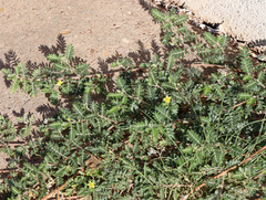 Tribulus terrestris