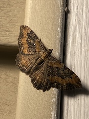 Rheumaptera meadii