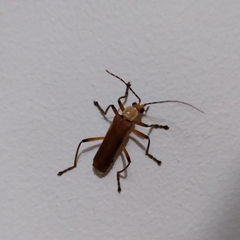 Chauliognathus cinguliventris