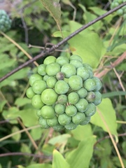 Smilax lasioneura