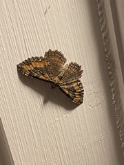 Rheumaptera meadii