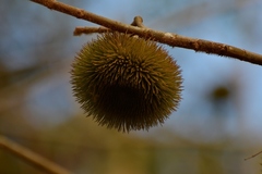 Apeiba tibourbou
