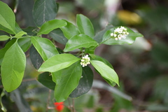 Citharexylum berlandieri