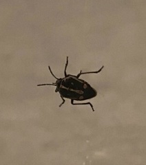 Bagrada hilaris