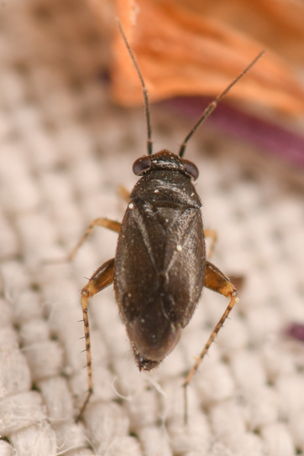 Chlamydatus wilkinsoni