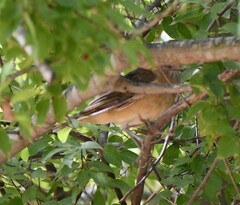 Turdus grayi