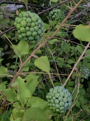 Smilax lasioneura