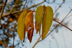 Apeiba tibourbou