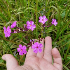 Phlox