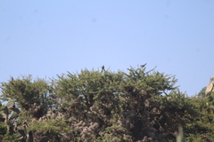 Phainopepla nitens