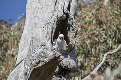 Cacatua galerita