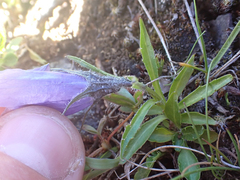 Campanula lasiocarpa