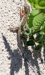 Aspidoscelis sexlineatus