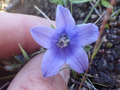 Campanula lasiocarpa