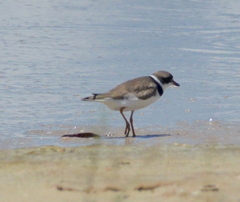 Charadrius semipalmatus