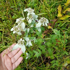 Pycnanthemum