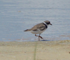 Charadrius semipalmatus