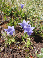 Campanula lasiocarpa