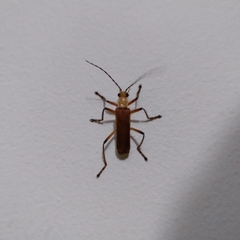 Chauliognathus cinguliventris