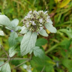 Pycnanthemum