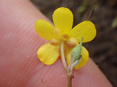 Ranunculus flammula
