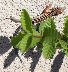 Aspidoscelis sexlineatus
