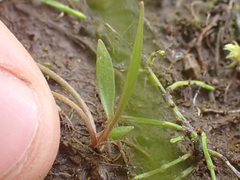 Ranunculus flammula
