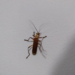 Chauliognathus cinguliventris