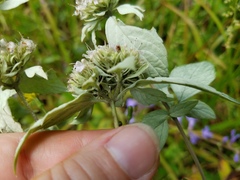 Pycnanthemum