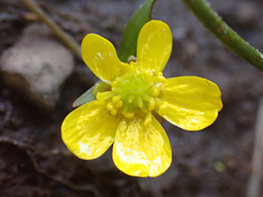 Ranunculus flammula