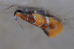 Epicallima argenticinctella