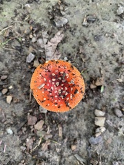Amanita