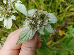 Pycnanthemum