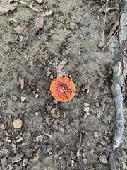 Amanita