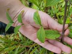 Pycnanthemum