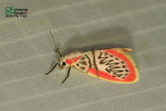 Miltochrista perihaemia