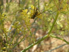 Vespula pensylvanica